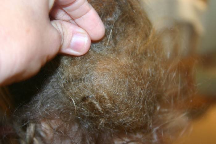  Profile Photos of Tangled Hair Techs International International - Photo 3 of 3
