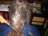 Tangled Hair Techs International, International