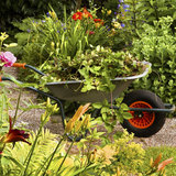 Garden Care Services, Bromley