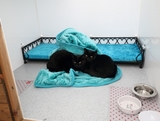 Ranpura Farm Cattery, Ashford