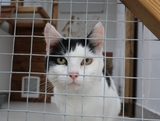 Ranpura Farm Cattery, Ashford