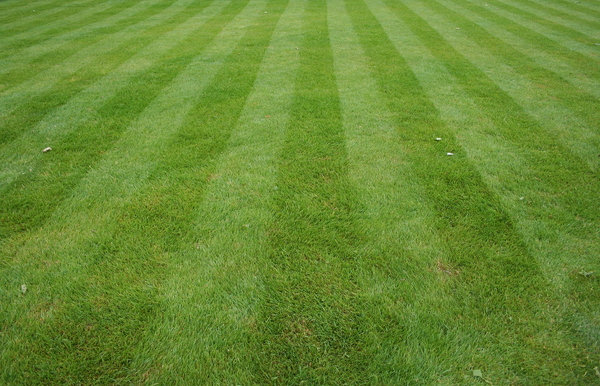 green grass Lawn cut with stripes background Profile Photos of Siesta Lawn Care 117 Buckingham St - Photo 1 of 3