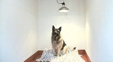  Park Lane Kennels Park Lane Executive Kennels Moss View Farm Parkside Rossett Wrexham LL12 OBL United Kingdom 