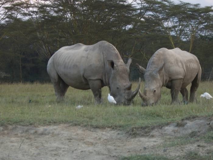 wildlife safaris African safaris vacation holidays Tanzania kilimanjaro climbing of Travel tips, travel writer, wildlife safaris, kilimanjaro climb  - Photo 3 of 14