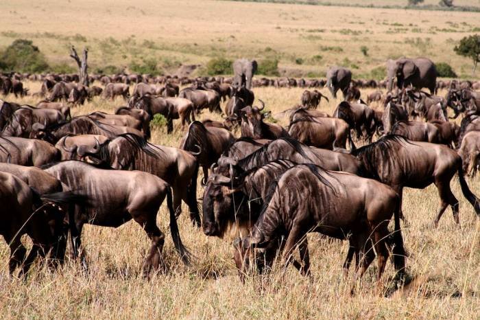 wildebeest migration safari serengeti African safaris vacation holidays Tanzania kilimanjaro climbing of Travel tips, travel writer, wildlife safaris, kilimanjaro climb  - Photo 5 of 14