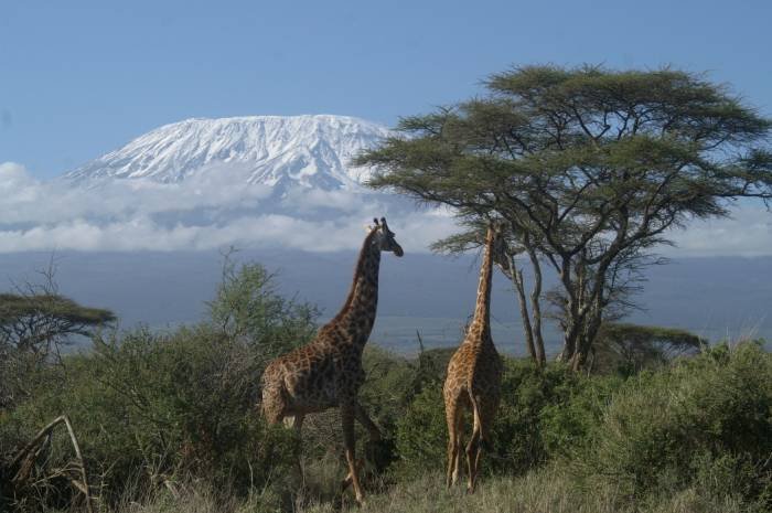 lemosho route kilimanjaro climb African safaris vacation holidays Tanzania kilimanjaro climbing of Travel tips, travel writer, wildlife safaris, kilimanjaro climb  - Photo 6 of 14
