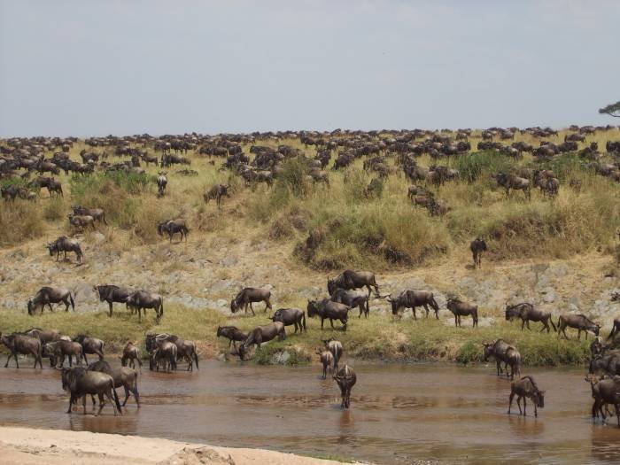 Africa safaris African safaris vacation holidays Tanzania kilimanjaro climbing of Travel tips, travel writer, wildlife safaris, kilimanjaro climb  - Photo 12 of 14