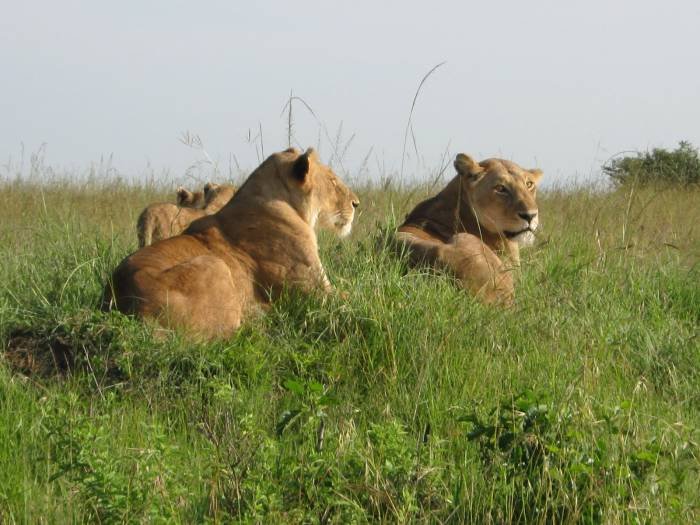 Ngorongoro crater safaris African safaris vacation holidays Tanzania kilimanjaro climbing of Travel tips, travel writer, wildlife safaris, kilimanjaro climb  - Photo 13 of 14