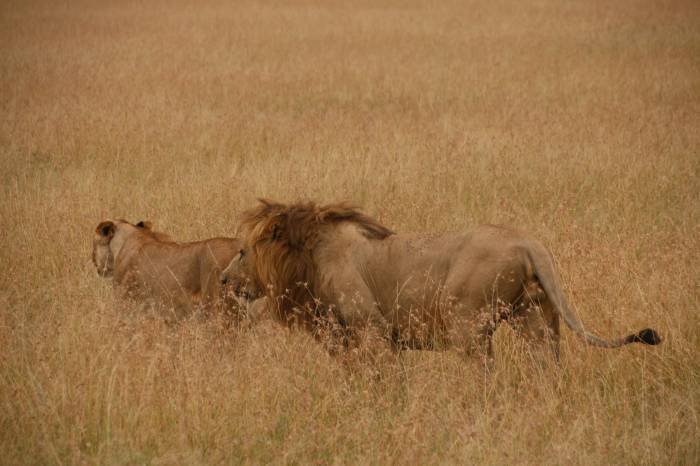 Wildlife safaris serengeti African safaris vacation holidays Tanzania kilimanjaro climbing of Travel tips, travel writer, wildlife safaris, kilimanjaro climb  - Photo 14 of 14