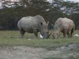 wildlife safaris Travel tips, travel writer, wildlife safaris, kilimanjaro climb  