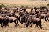 wildebeest migration safari serengeti Travel tips, travel writer, wildlife safaris, kilimanjaro climb  