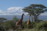 lemosho route kilimanjaro climb Travel tips, travel writer, wildlife safaris, kilimanjaro climb  