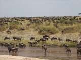 Africa safaris, Travel tips, travel writer, wildlife safaris, kilimanjaro climb, 