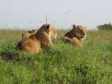 Ngorongoro crater safaris, Travel tips, travel writer, wildlife safaris, kilimanjaro climb, 