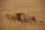 Wildlife safaris serengeti, Travel tips, travel writer, wildlife safaris, kilimanjaro climb, 