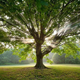 Tree Services of Omaha, Omaha