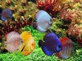  Aquarium Design India Spencer Plaza,769.Anna Salai, Mount Road 