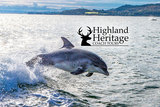 Witness amazing Scottish Se life with with Highland Heritage Coach Tours, Highland Heritage Coach Tours, Dalmally