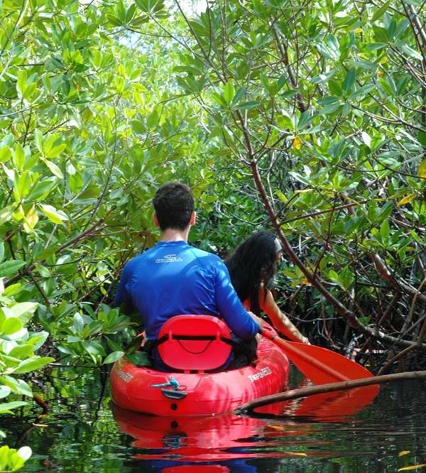 kayaking through the mangroves Profile Photos of George's Watersports Yacht Dr, Cayman Islands Yacht Club, Dock B, West Bay - Photo 10 of 20