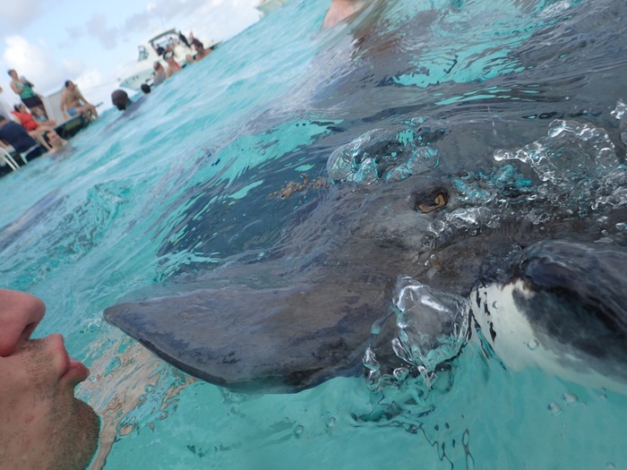 picture of person kissing stingray Profile Photos of George's Watersports Yacht Dr, Cayman Islands Yacht Club, Dock B, West Bay - Photo 8 of 20