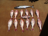 Ingleside Fishing Charter, Ingleside