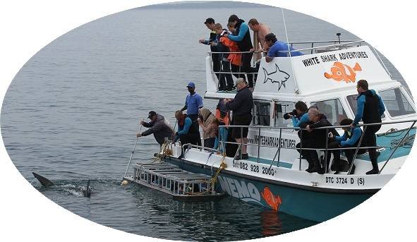  Profile Photos of White Shark Adventures 12 Geelbek - Photo 4 of 9