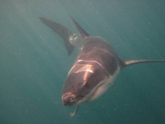  Profile Photos of White Shark Adventures 12 Geelbek - Photo 5 of 9