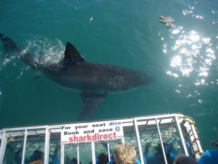  Profile Photos of White Shark Adventures 12 Geelbek - Photo 6 of 9