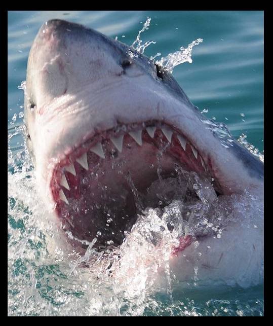  Profile Photos of White Shark Adventures 12 Geelbek - Photo 1 of 9