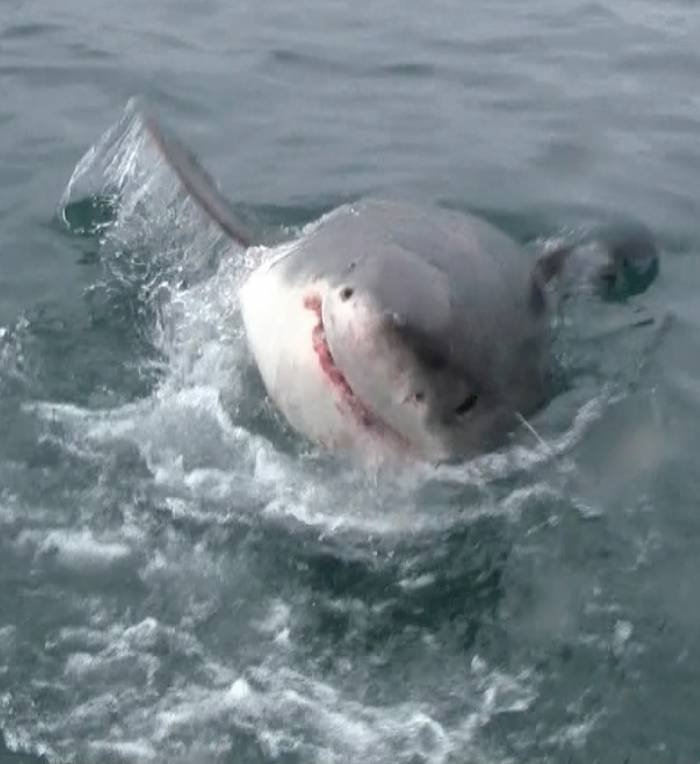  Profile Photos of White Shark Adventures 12 Geelbek - Photo 8 of 9