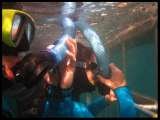 White Shark Adventures, van dyks bay