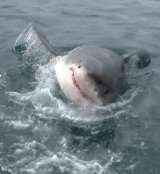 White Shark Adventures, van dyks bay