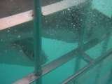 White Shark Adventures, van dyks bay