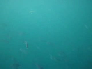 shark cage 1.avi