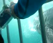 shark cage 2.avi