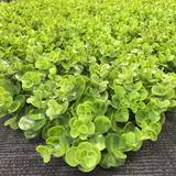  Hedged In Ltd Unit 18, Enterprise Centre Two 