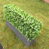 Hedged In Ltd, Stockport
