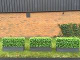 Hedged In Ltd, Stockport