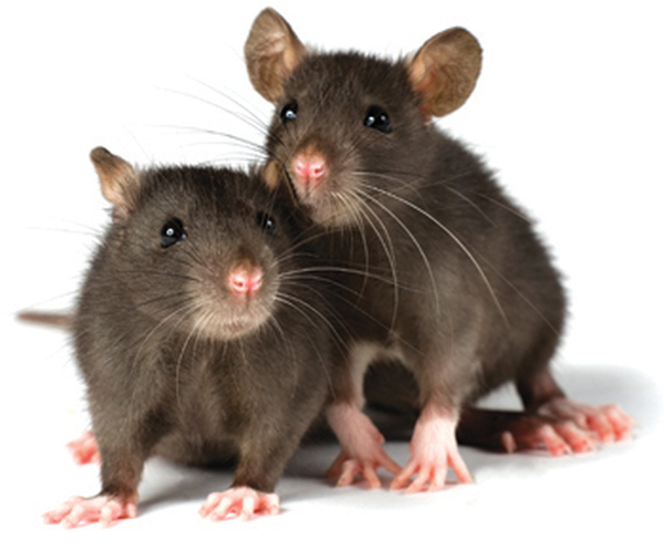 two little decorative rats on white background Profile Photos of Rapid Rodent Removal 11246 McCree Rd - Photo 2 of 5