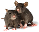 two little decorative rats on white background, Rapid Rodent Removal, Dallas