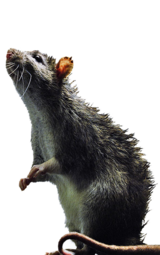 Rapid Rodent Removal, Dallas