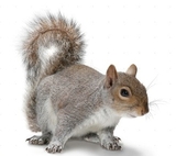 Rapid Rodent Removal, Dallas