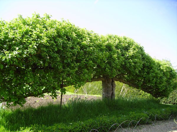 PENTAX Image Profile Photos of Tree Removal Service Adelaide Eric Avenue Black Forest 5035  SOUTH AUSTRALIA - Photo 2 of 6