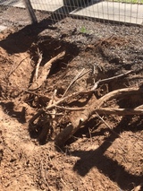 Tree Removal Service Adelaide, Adelaide,