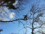 Reeves Arboricultural Services, London