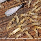 Menus & Prices, Complete Pest Control Services, Pittsburgh