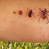 Menus & Prices, Complete Pest Control Services, Pittsburgh