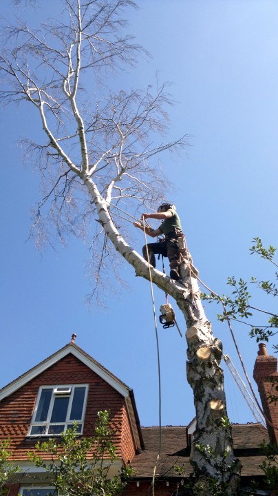  Profile Photos of Leaf Matters Professional Tree Surgery Ltd flat a, downs house, allotment lane - Photo 1 of 1