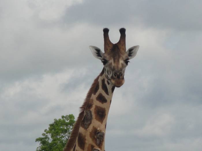  10 DAY UGANDA SAFARI of Steady Safaris Limited Plot 29b Kaduuyu road - Photo 3 of 5