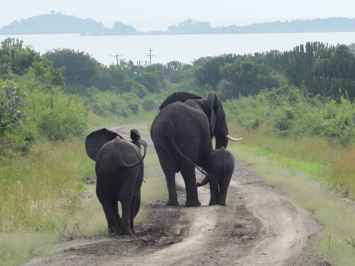  10 DAY UGANDA SAFARI of Steady Safaris Limited Plot 29b Kaduuyu road - Photo 4 of 5